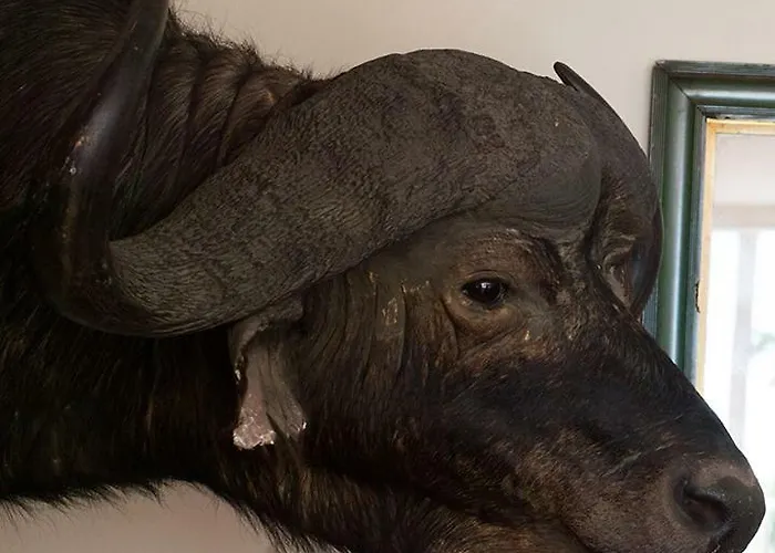 Ross Castle 住宿加早餐酒店 *